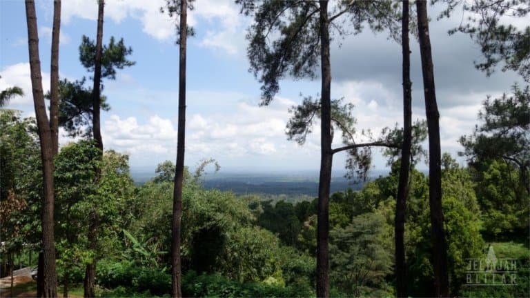 Pemandangan dari Hutan Pinus Gogoniti