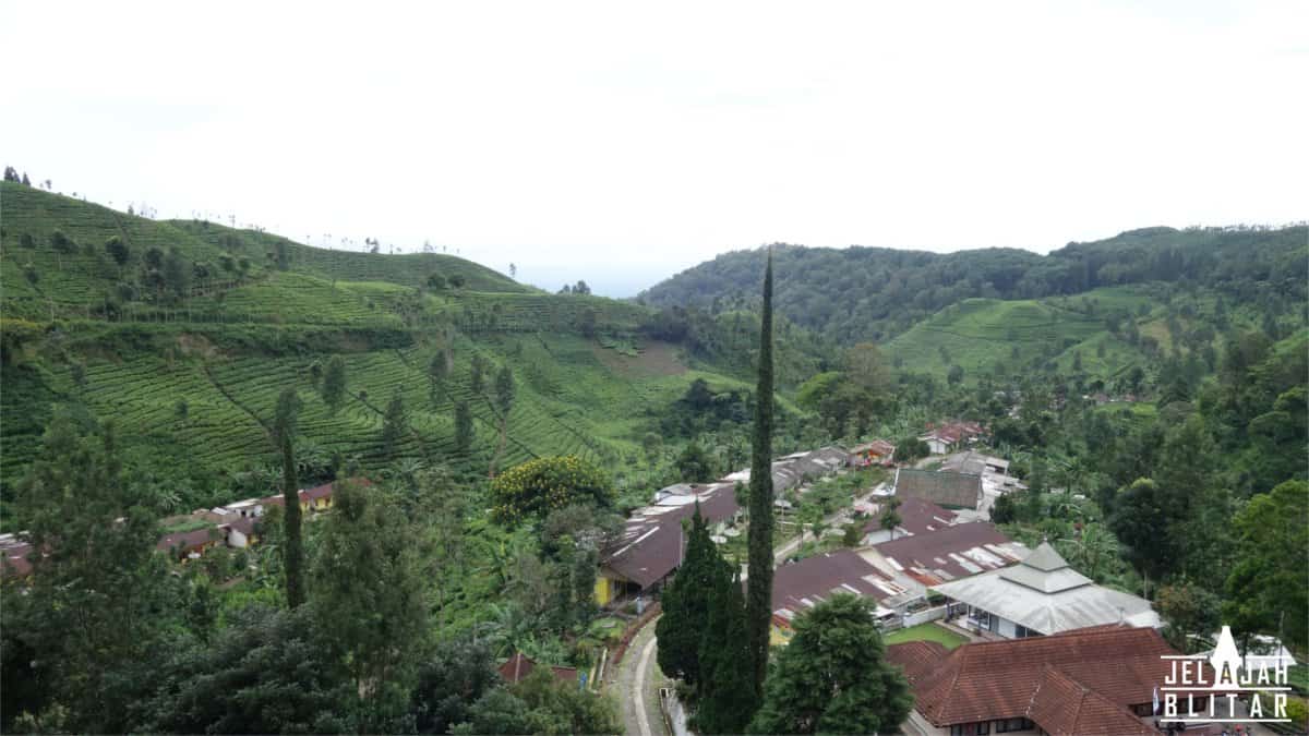 Kawasan Perkebunan Teh Sirah Kencong